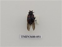 藏品(埋葬蟲)的圖片